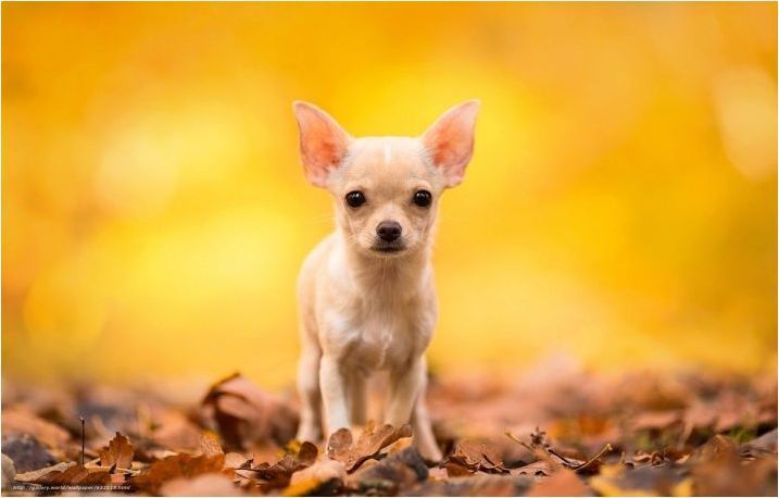 Chihuahua тегло по месеци