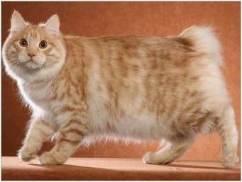 Chipped cats: популярни породи и правила за тяхното съдържание