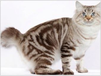 Chipped cats: популярни породи и правила за тяхното съдържание