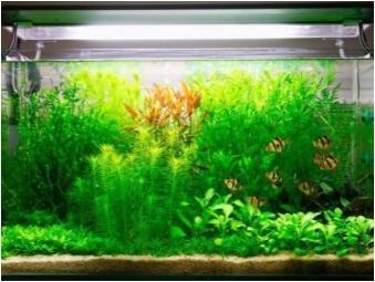 CO2 за аквариум: описание, разновидности, избор и производство