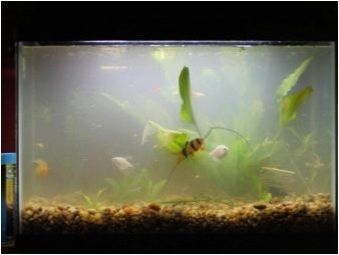 CO2 за аквариум: описание, разновидности, избор и производство