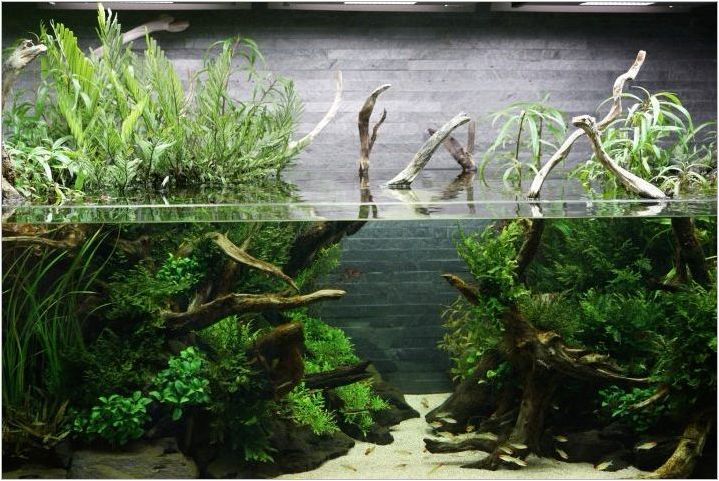 Corygi за аквариум: видове и приложение