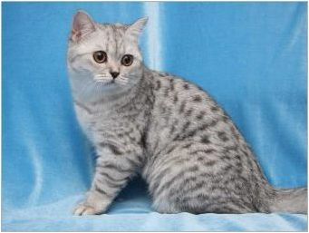 Цвят на британския котка Уикар: Характеристики на цвета и тънкостта