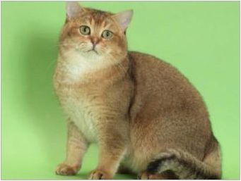Цвят на британския котка Уикар: Характеристики на цвета и тънкостта