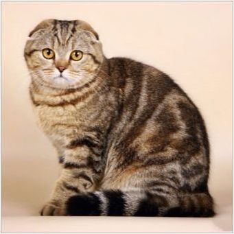 Цвят шотландски сгъваеми котки