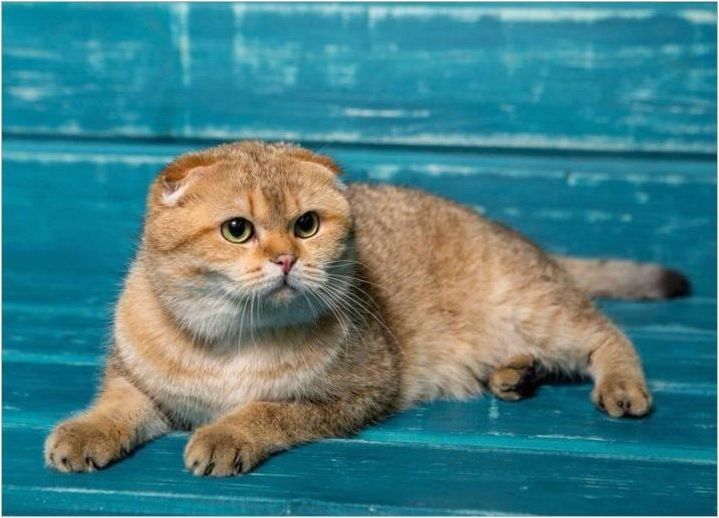 Цвят шотландски сгъваеми котки