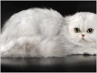 Дългокоси шотландски котки: разновидности и характеристики на съдържанието
