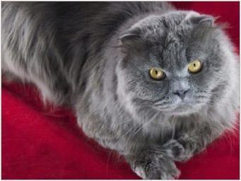 Дългокоси шотландски котки: разновидности и характеристики на съдържанието