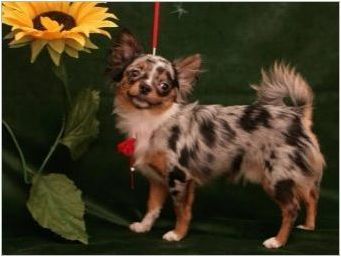Дългокосърия Chihuahua: Цветови опции, характер, правила за грижи