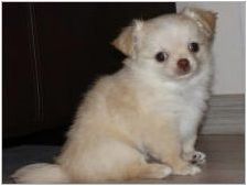 Дългокосърия Chihuahua: Цветови опции, характер, правила за грижи