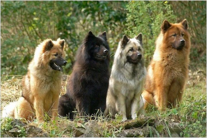 Евразатори: кучета описание кучета, темперамент и основи за грижа
