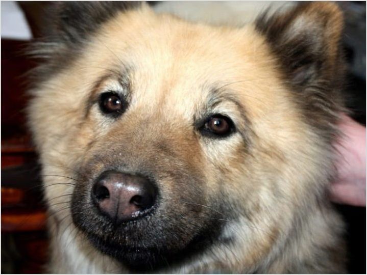 Евразатори: кучета описание кучета, темперамент и основи за грижа