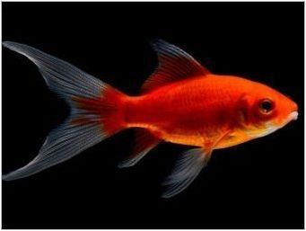 Fish Comet: Видове и съдържание в аквариума