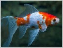 Fish Comet: Видове и съдържание в аквариума