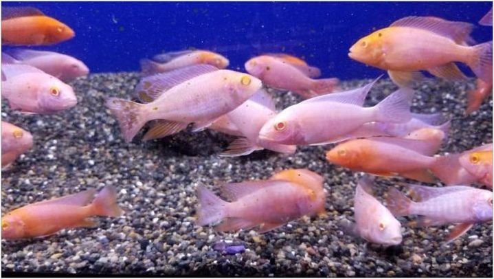 Flamingo Fish: описание, грижи, размножаване и съвместимост