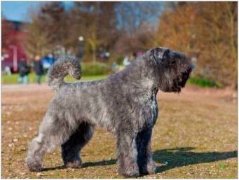 Flander Beve: описание на породите кучета, темперамент и грижи