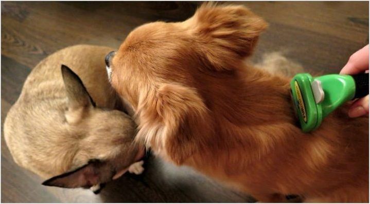 Фурманатори за кучета: видове, как да изберем и правилно да използваме?
