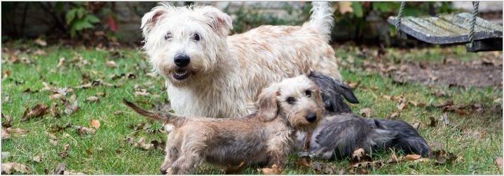 Глелен на Imaal териер: описание на ирландската порода и грижа за кучетата