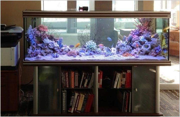 Големи аквариуми: как да се изпълняват и организират?