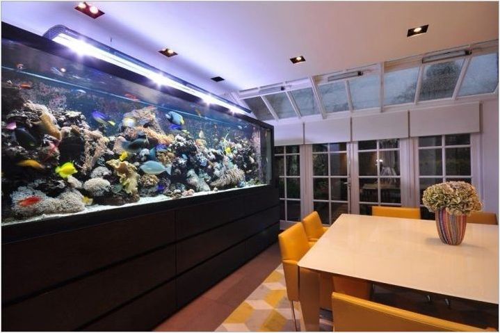 Големи аквариуми: как да се изпълняват и организират?