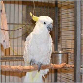Големи папагали: описание, видове и характеристики на съдържанието