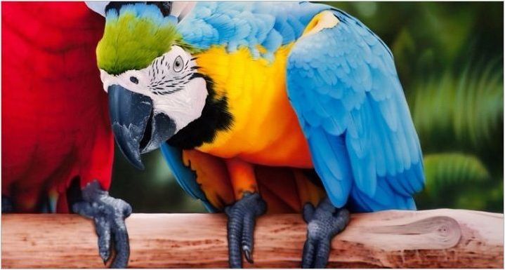 Големи папагали: описание, видове и характеристики на съдържанието