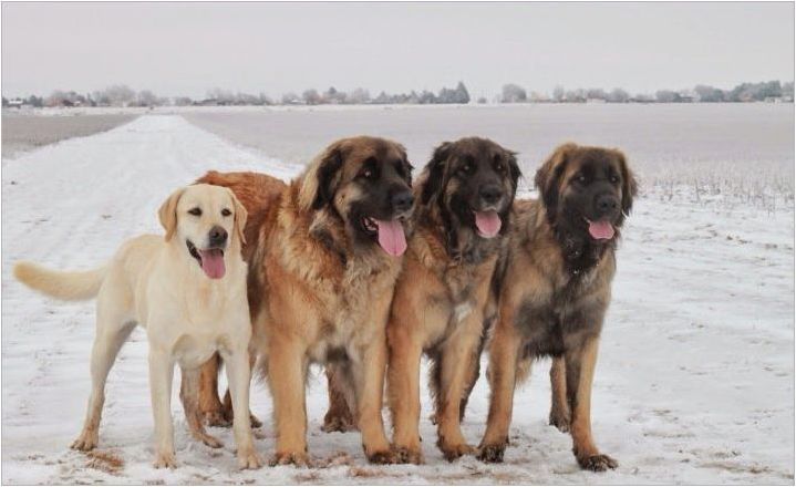 Големи пухкави кучета: характеристики, разновидности, избор и грижи