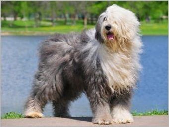 Големи пухкави кучета: характеристики, разновидности, избор и грижи