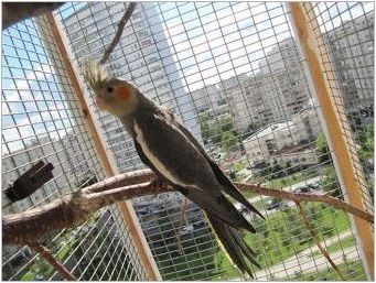 Говорещи папагали: описание на видовете и съветите за обучение