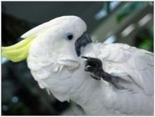 Говорещи папагали: описание на видовете и съветите за обучение