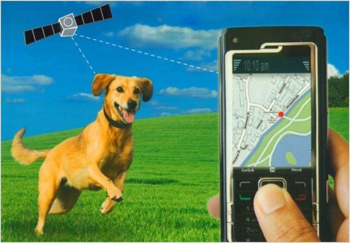 GPS тракери за кучета: Защо имате нужда и как да ги изберем?