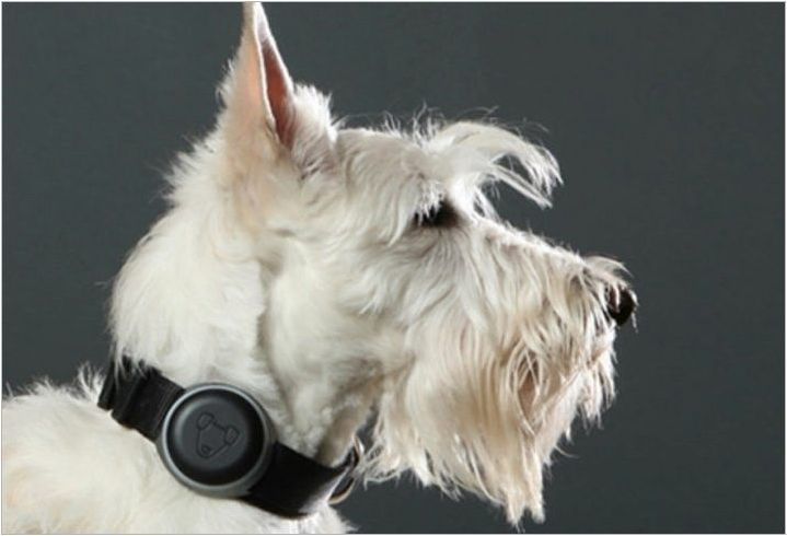 GPS тракери за кучета: Защо имате нужда и как да ги изберем?