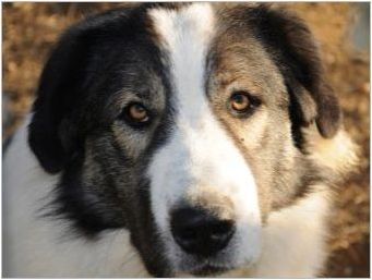 Гръцки овчари: описание на породата и условията за съдържание на кучета