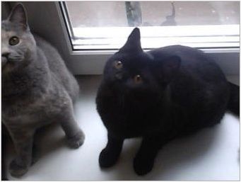 Характеристики, характер и съдържание на британски котки от черен цвят