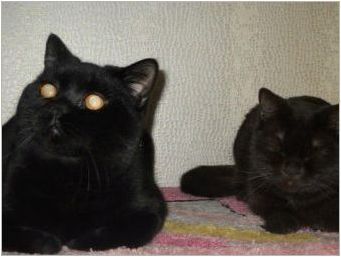 Характеристики, характер и съдържание на британски котки от черен цвят