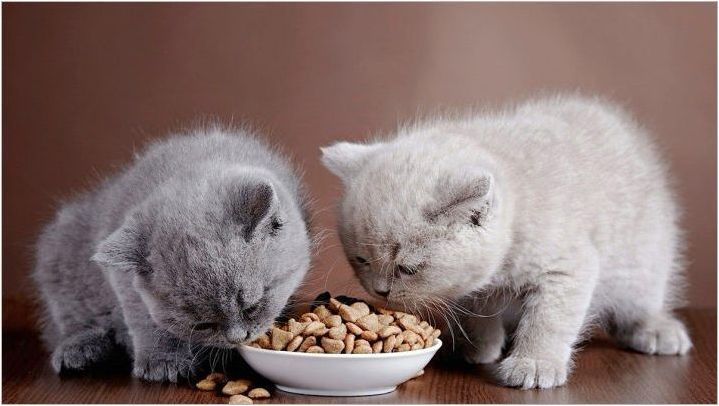 Характеристики и оценка на супер премиум храни за котенца