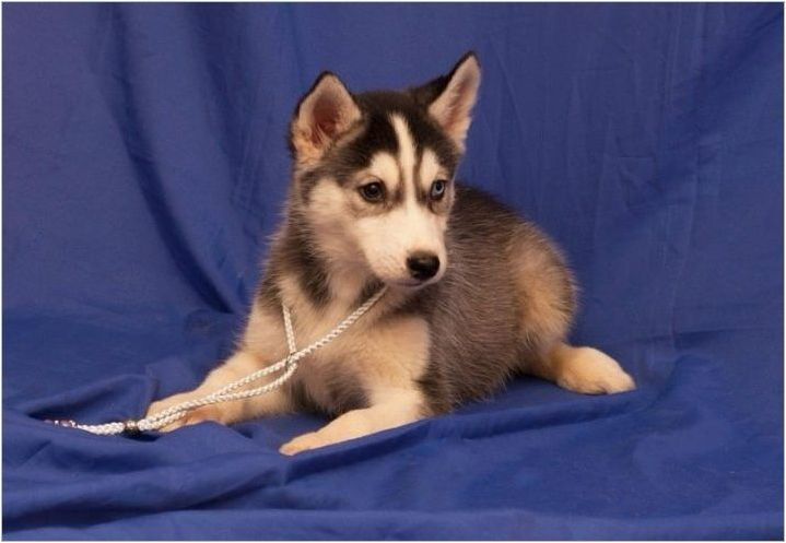 Характеристики и съдържание на кученцата Husky Възраст 3 месеца