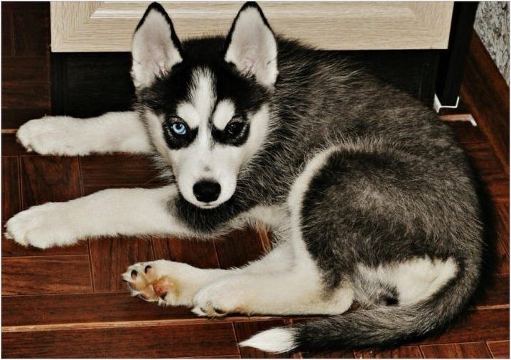 Характеристики и съдържание на кученцата Husky Възраст 3 месеца