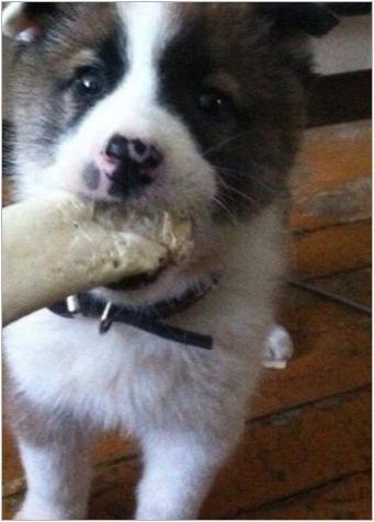 Характеристики и съдържание на кученцата Husky Възраст 1 месец