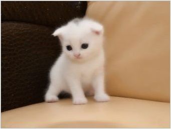 Характеристики на белите гънки шотландски котки