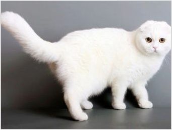 Характеристики на белите гънки шотландски котки