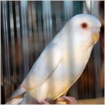 Характеристики на белите вълнообразни папагали