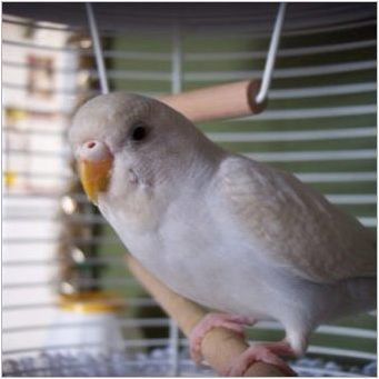 Характеристики на белите вълнообразни папагали