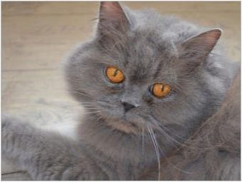 Характеристики на естеството на британските котки