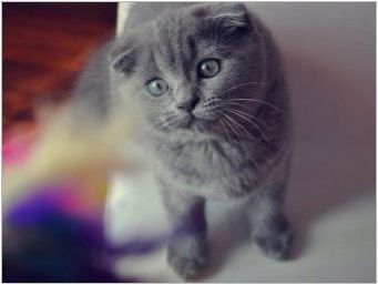 Характеристики на сгъваемата шотландска синя котка