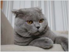 Характеристики на сгъваемата шотландска синя котка