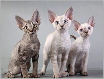 Хипоалергични котки и котки: породи, подбор и характеристики на съдържанието