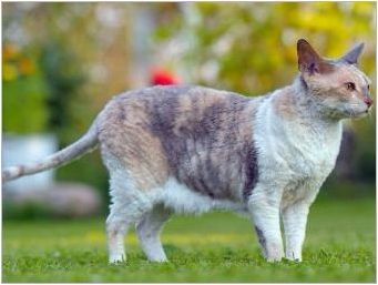 Хипоалергични котки и котки: породи, подбор и характеристики на съдържанието