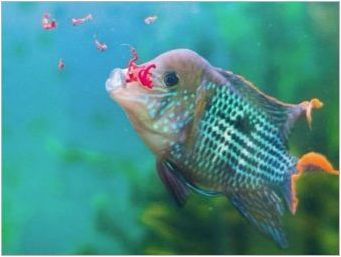 Храна за аквариумна риба: сортове и избор
