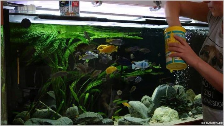 Храна за аквариумна риба: сортове и избор